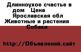 Длинноухое счастье в дом › Цена ­ 7 000 - Ярославская обл. Животные и растения » Собаки   